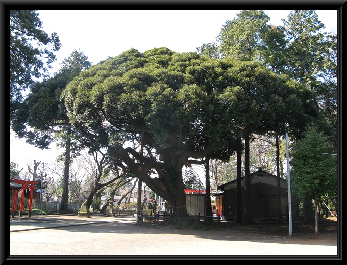 諏訪神社のしいの木