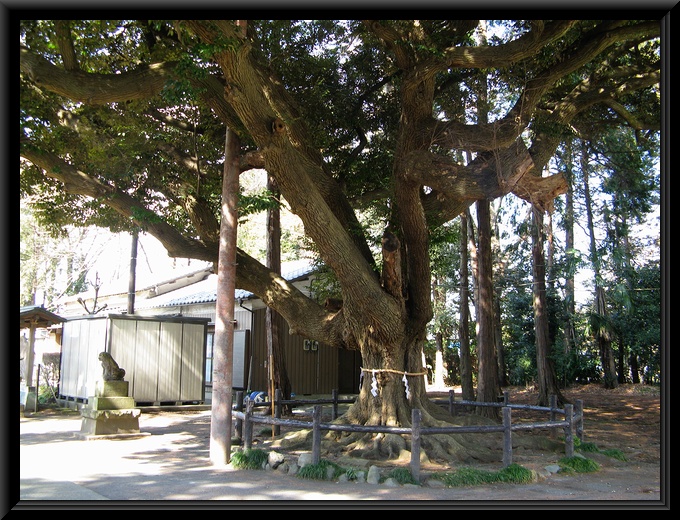 諏訪神社のしいの木